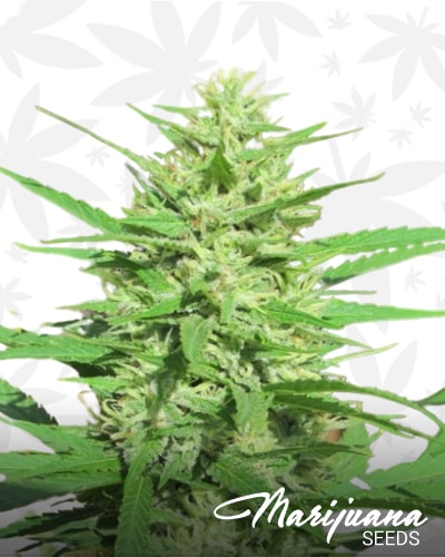 Sour Libanon min 1
