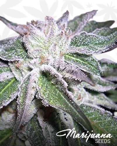 Sour LifeSaver min 1