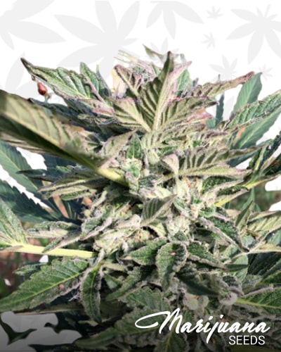 Sour Livers x Alien vs Triangle F2 min