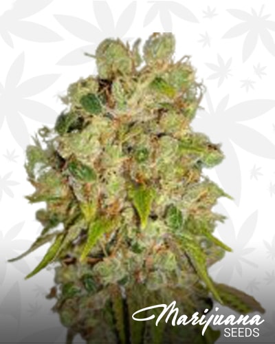 Sour Lowryder 2 min 1