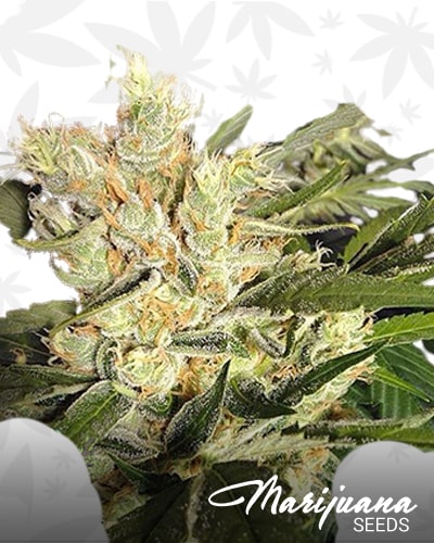 Sour Mandarine min 2