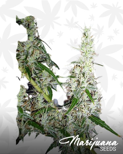 Sour Mango Haze min 1