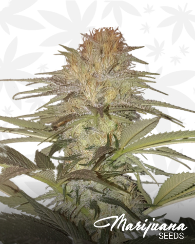 Sour Mantis