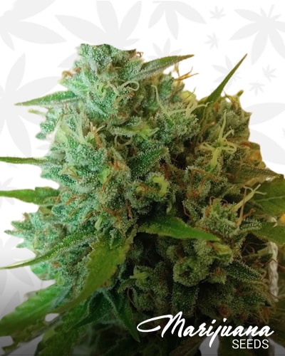 Sour Mcloud min