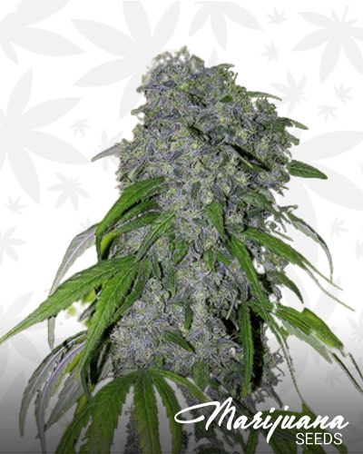 Sour NL x Nevilles Haze min