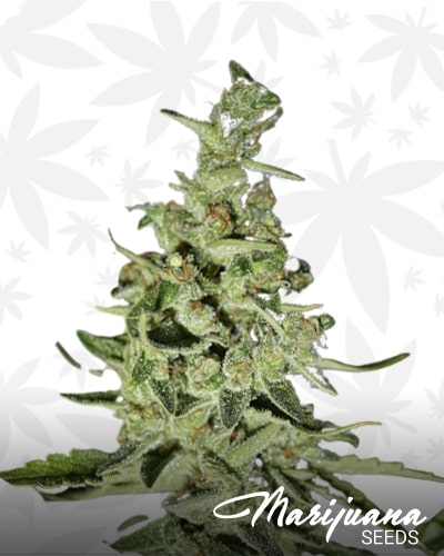 Sour OG HazeWreck min