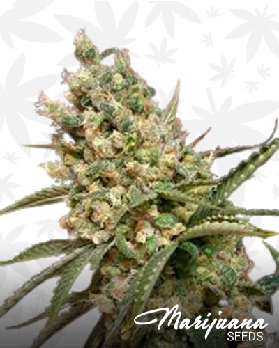 Sour Orange Diesel min