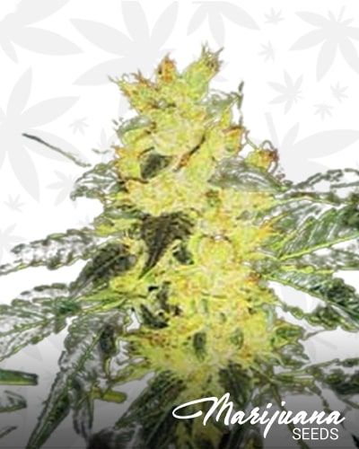 Sour P. min