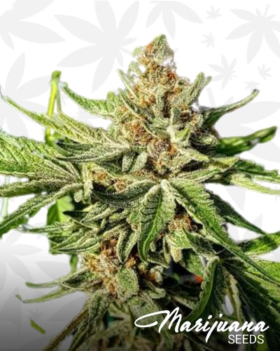 Sour Patch CBD min 1