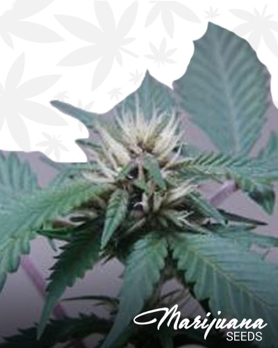 Sour Pineapple Cookies min