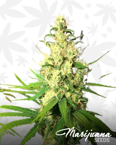 Sour Pineapple min