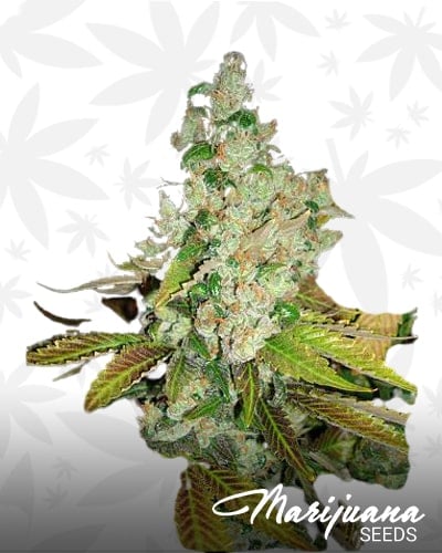 Sour Pink Grapefruit min