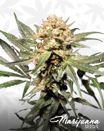 Sour Pink Kush min