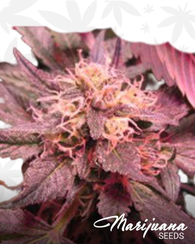Sour Purple Bubblegum min