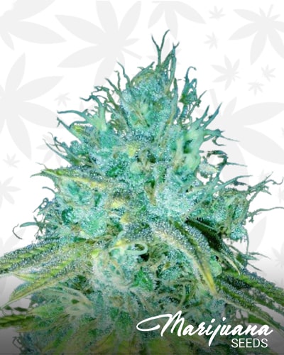Sour Puss min