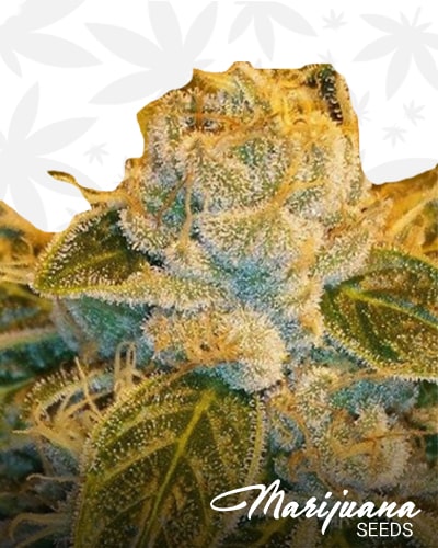 Sour Ripper min