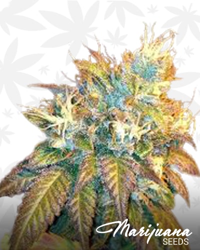 Sour Secret min