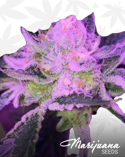 Sour Sherbert min