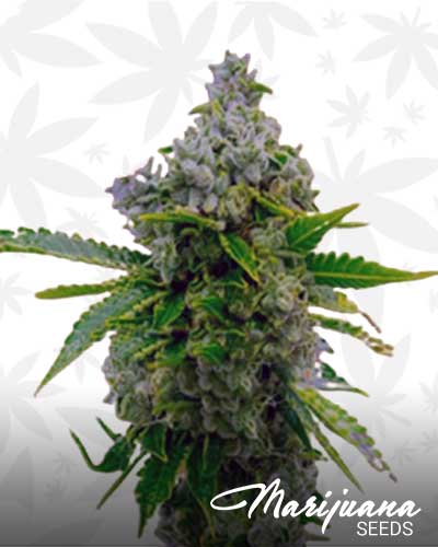 Sour Skies