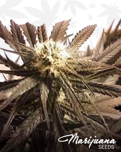 Sour Slut min min 1