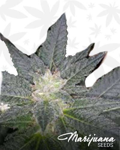 Sour Strawberry Triangle min