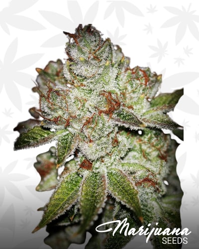SourFlame OG min 1
