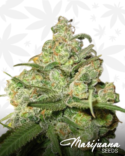 SourKaBerry