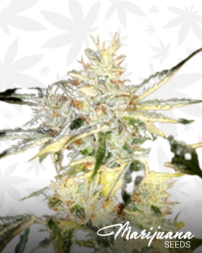 SourNightmare Kush min 1