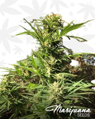 Sourgorillakush min