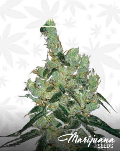 Sourhaze min 1