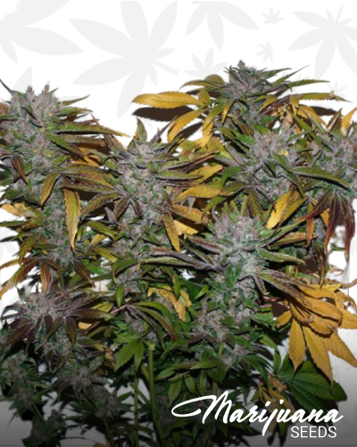 Sour’Kush