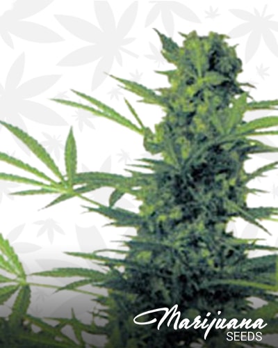 South African Durban Poison x Skunk min 1