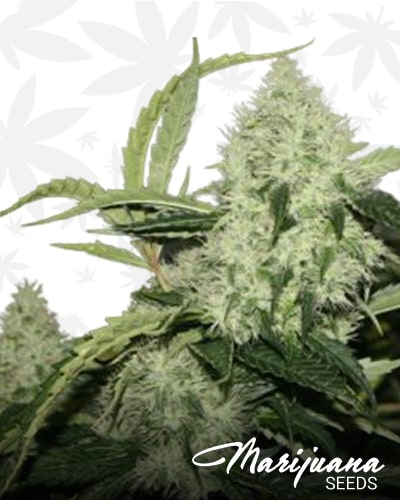 South Fork Kush min 2