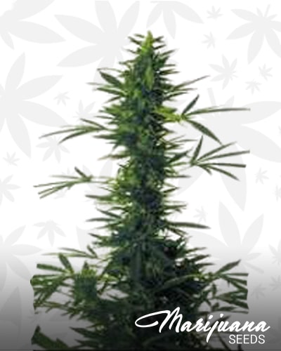 South India x Skunk min