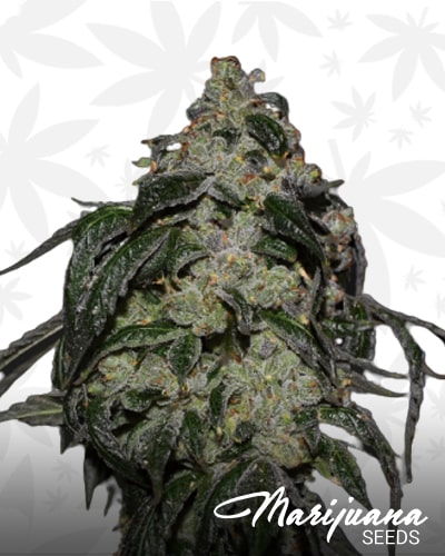 Soyuz OG Express min