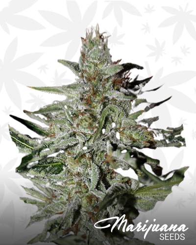 Space Ghost OG min