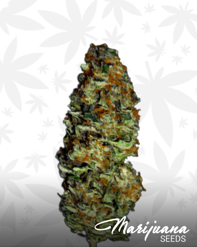 Space Queen F3
