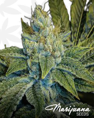 Spartan Kush
