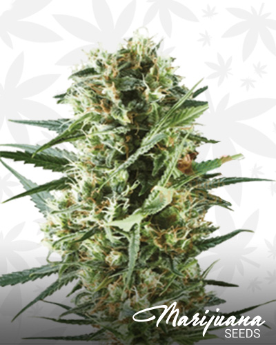 Special Kush 1