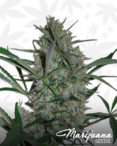 Speed Haze