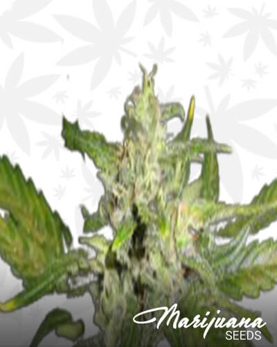 Speedy Critical