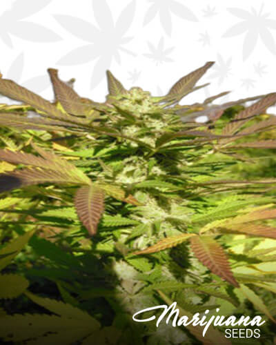 Spider Kush
