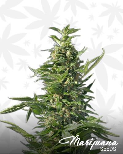 Spliff Diesel