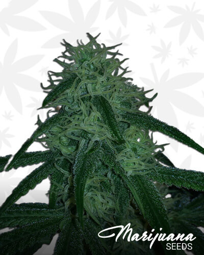 Stacked Kush