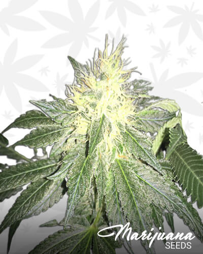 Star Dawg 4 0