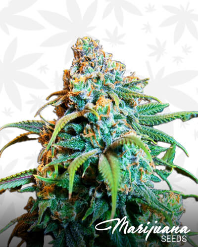 Star Dawg