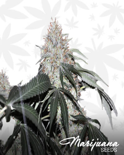 Star Destroyer OG