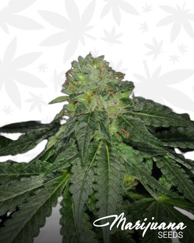 Star Kush F2