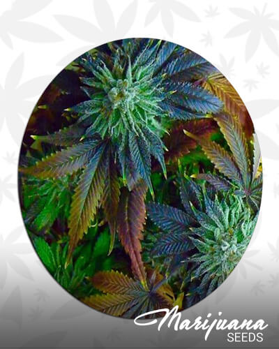 StarBurst Bubba