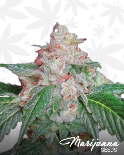 StarKush